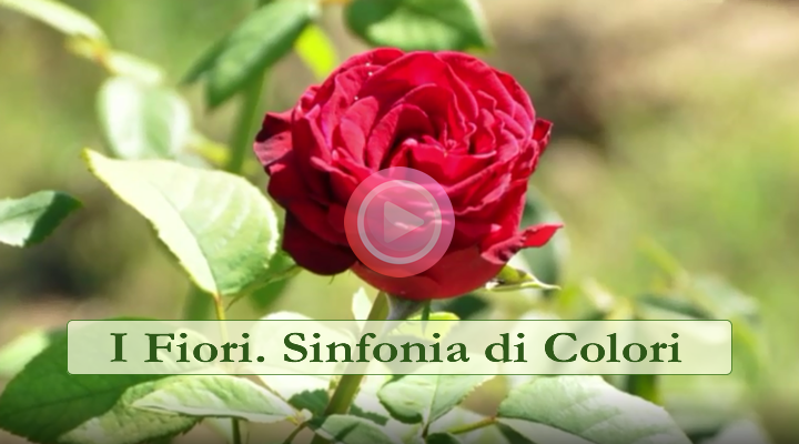 Video - Sinfonia di colori