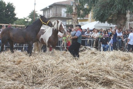 Pisatura del grano con animali